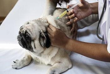  Pet Vaccination