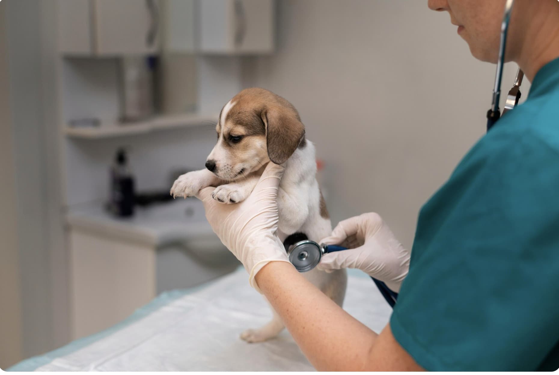 Close-up veterinarian taking care of a dog – EastSide Veterinary Services Kingston