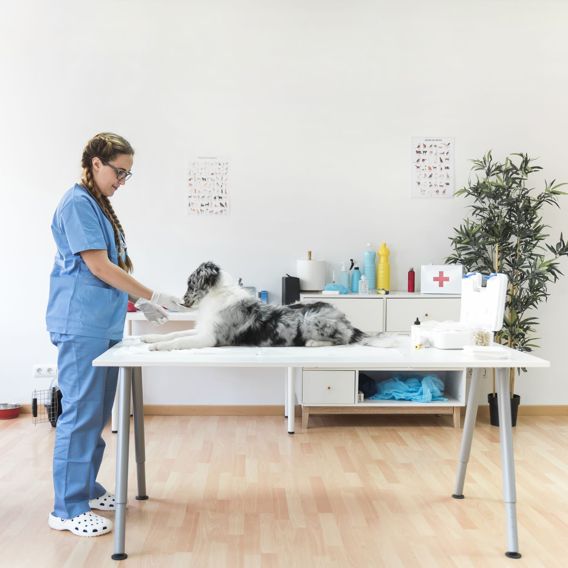 Veterinarian examining a dog at EastSide Veterinary Services Kingston