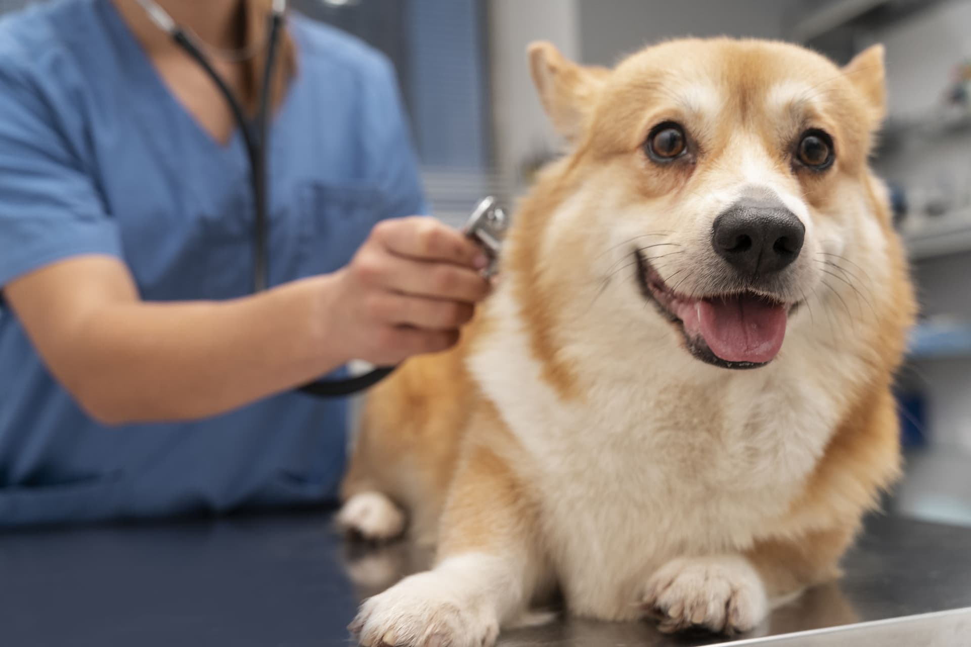 Kingston Vet Clinic – EastSide Veterinary Services providing expert care for your pets in Kingston, ON