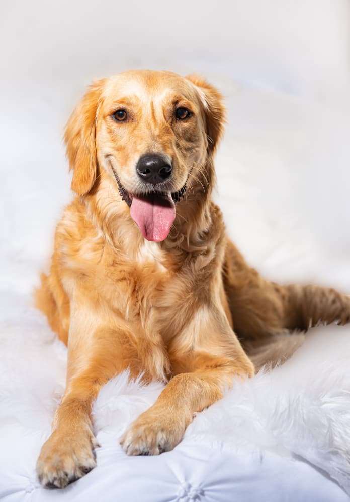 Happy dog receiving compassionate pet care