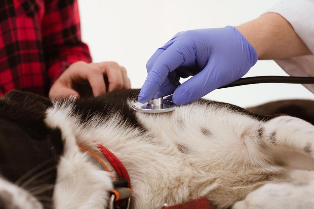 Annual Wellness Exam