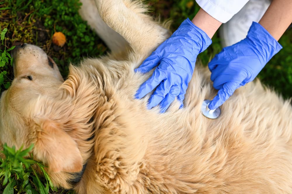 Pet Emergency Care in Kingston, Ontario: When Your Pet Needs Immediate Help