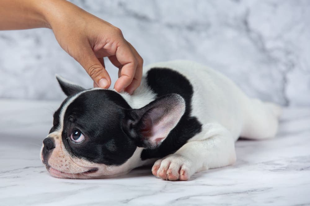 Pet Microchipping in Kingston, Ontario: Why Every Pet Owner Needs to Know This