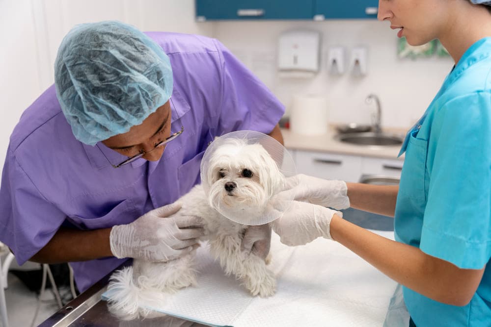 Vet Surgery & Anesthesia