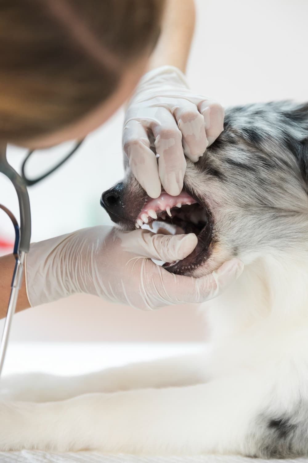 Dog Dental Cleaning in Kingston, ON: What Actually Happens