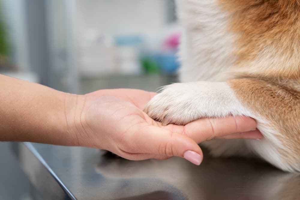 Cat and Dog Vaccinations in Kingston, Ontario: Schedules, Costs, and Where to Go
