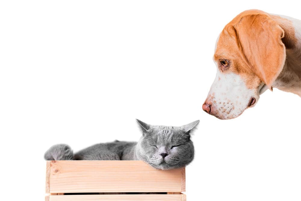 Pet Vaccination