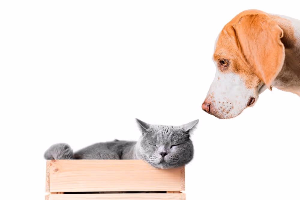 Pet Vaccination