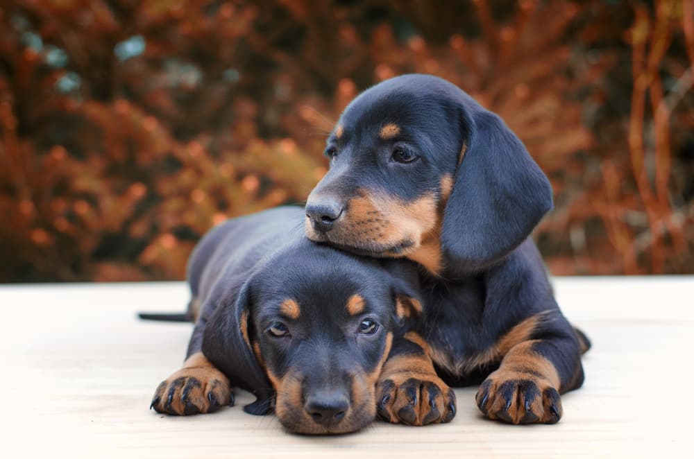 New puppy & kitten Veterinarian In Kingston