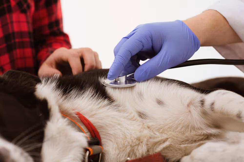 Annual Wellness Exam