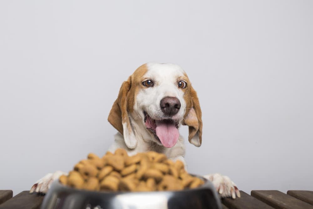 Pet Nutrition