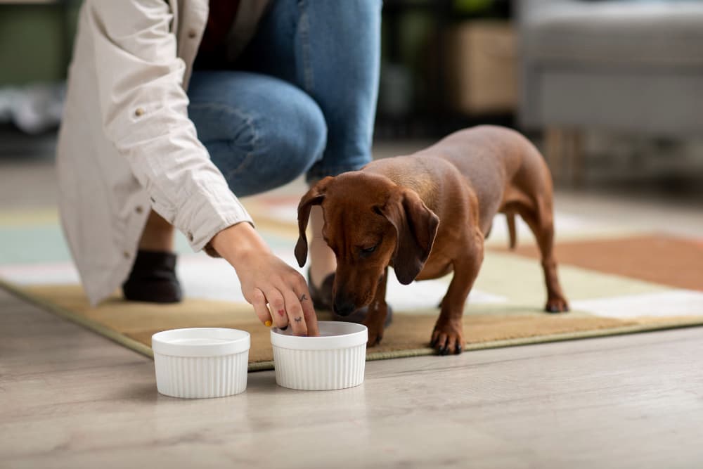 vet nutrition advice Kingston