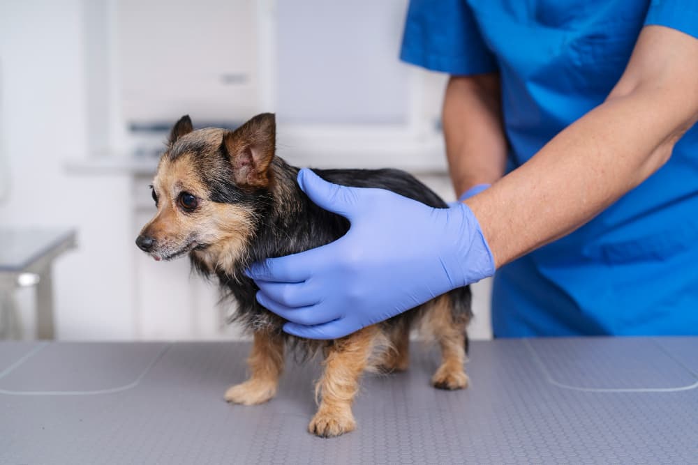Soft Tissue Surgery