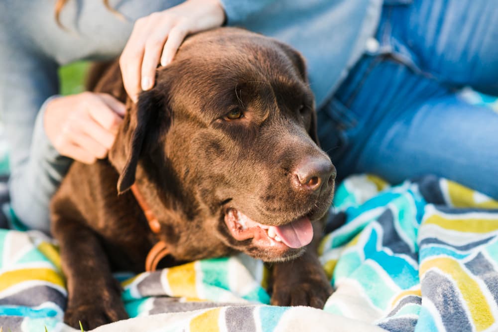 Dog protected from ticks and Lyme disease relaxing at home in Kingston, Ontario