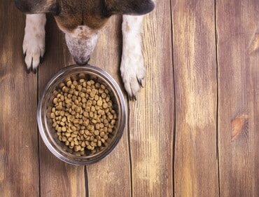 Pet Nutrition