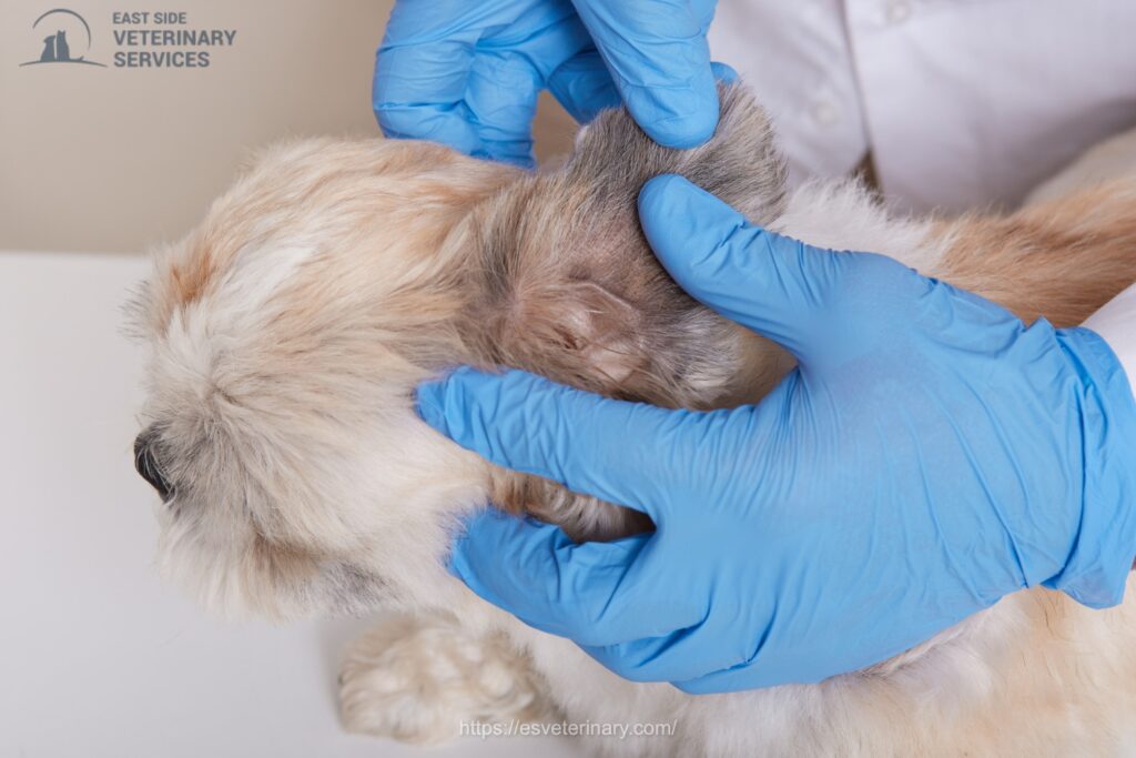 Pet Parasite Control Service