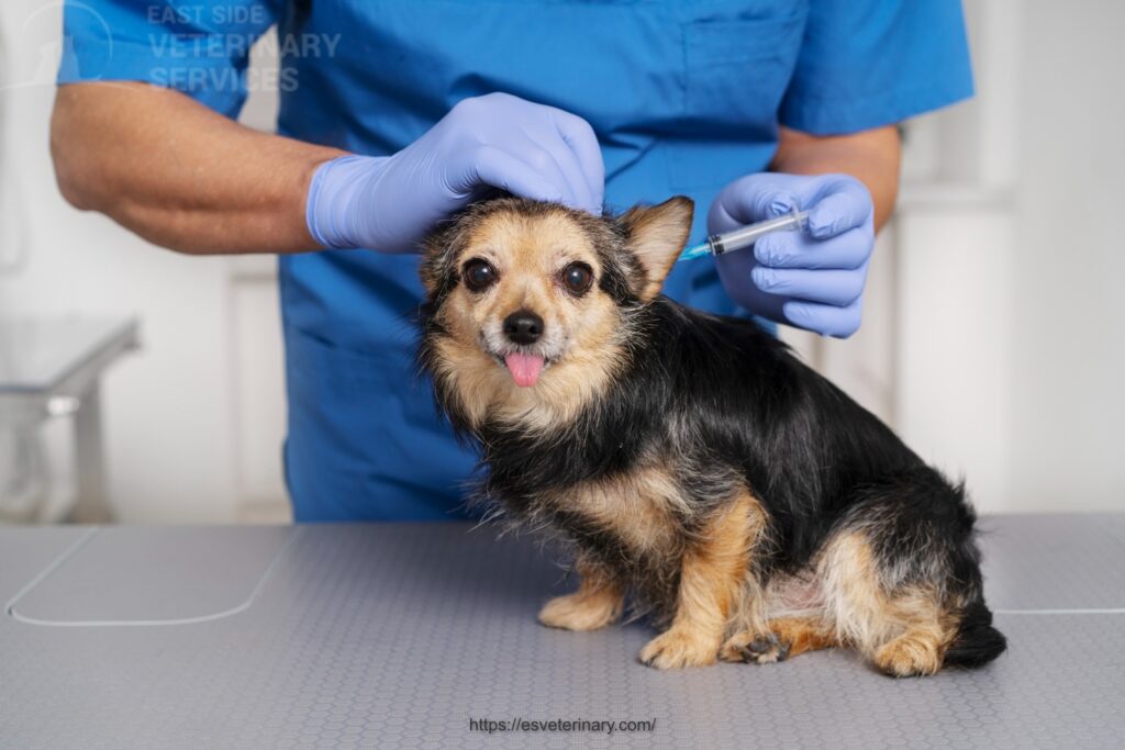 Pet Vaccination Services In Kingston