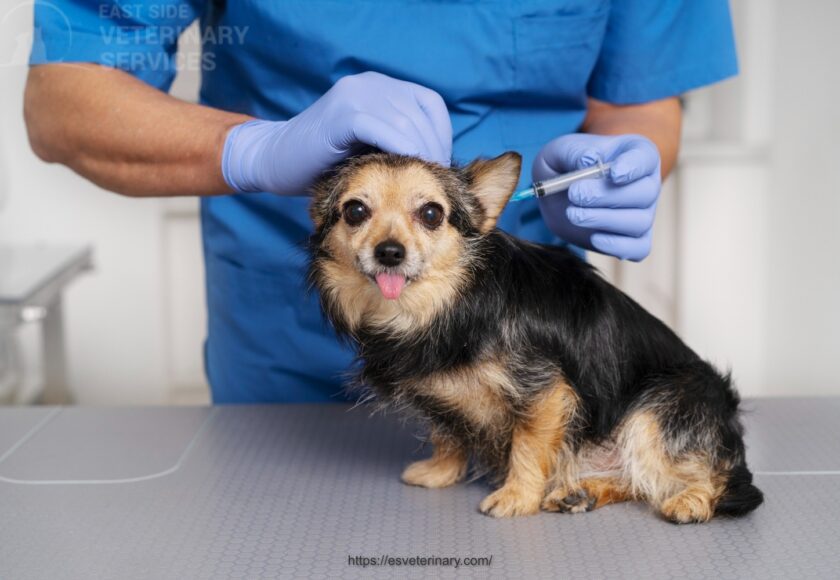 Vet Vaccination Kingston