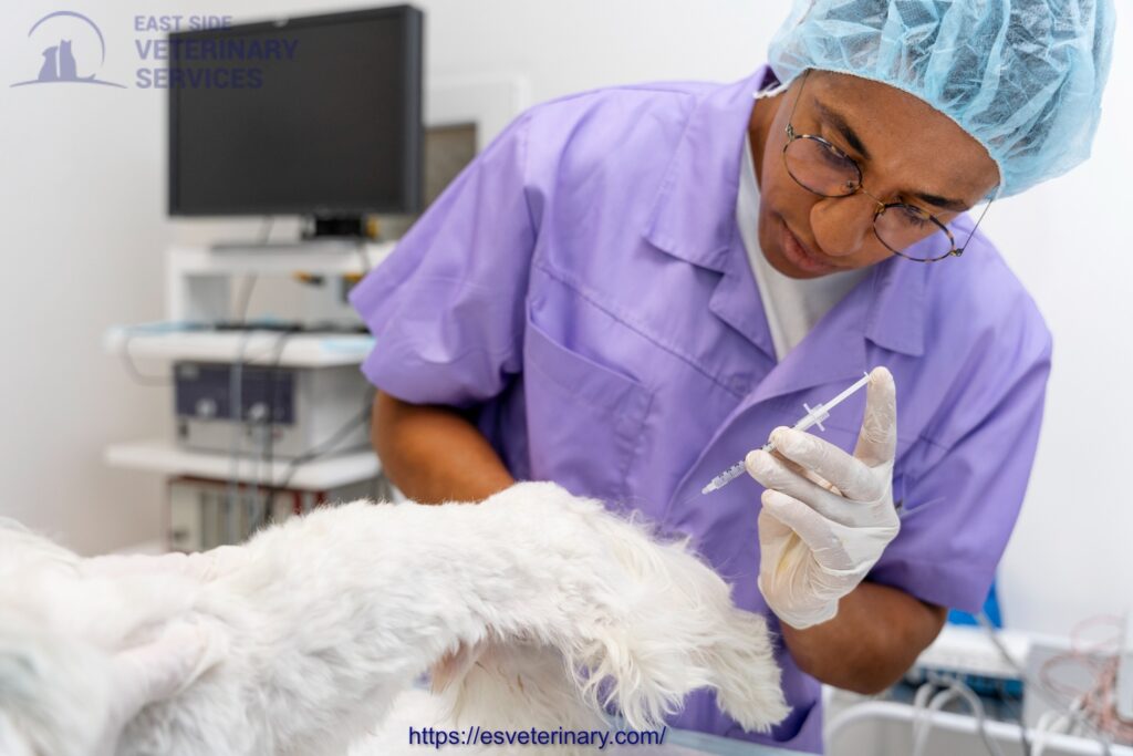 Pet Surgery And Anes