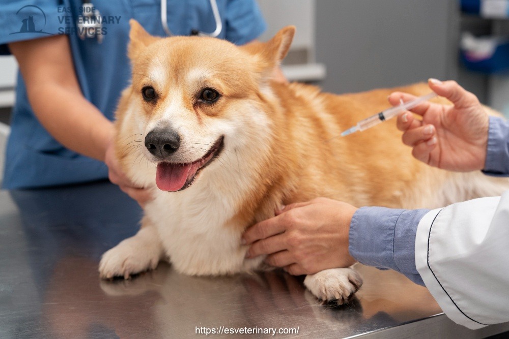 pet-vaccination-services