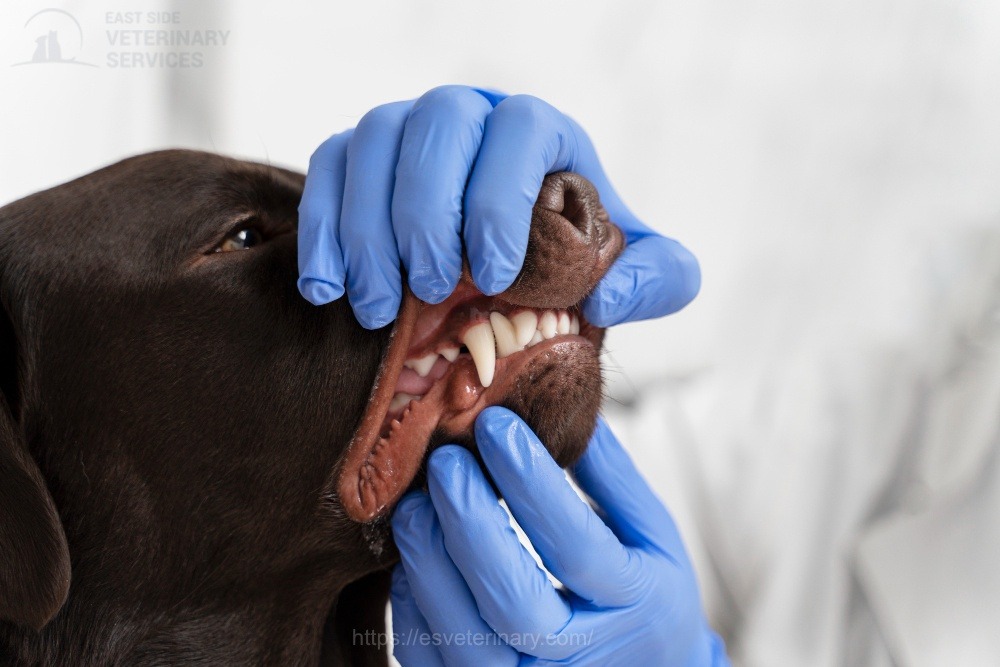 veterinarian-reviewing-pet-dental-xray-kingston
