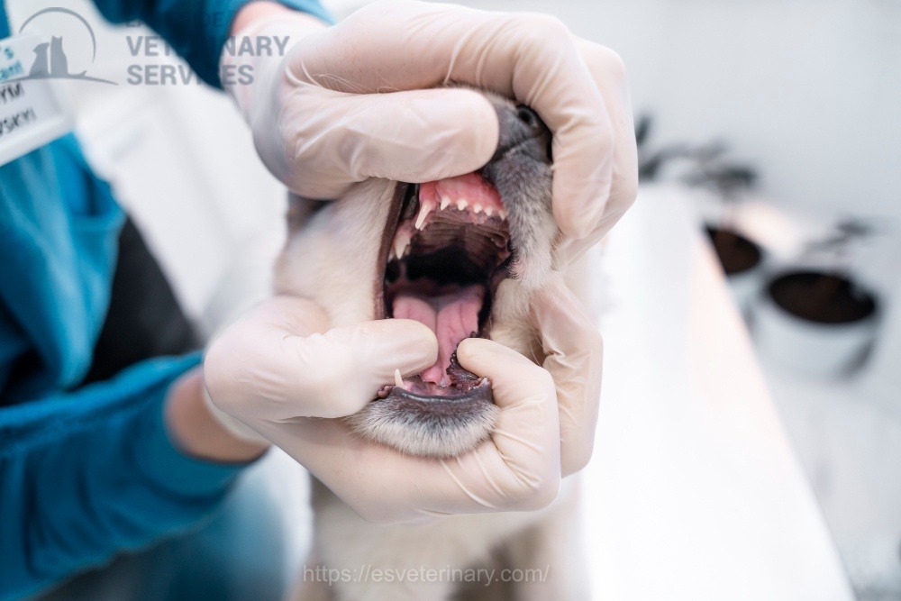 pet-dental-xray-eastside-veterinary-kingston