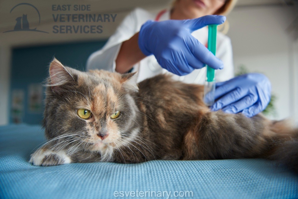 Pet Vaccination Service – Ensure Your Pet’s Health and Safety