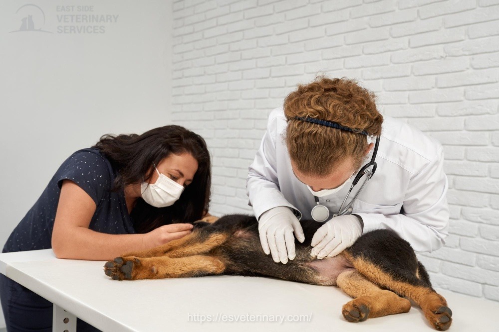 pet-annual-health-exam