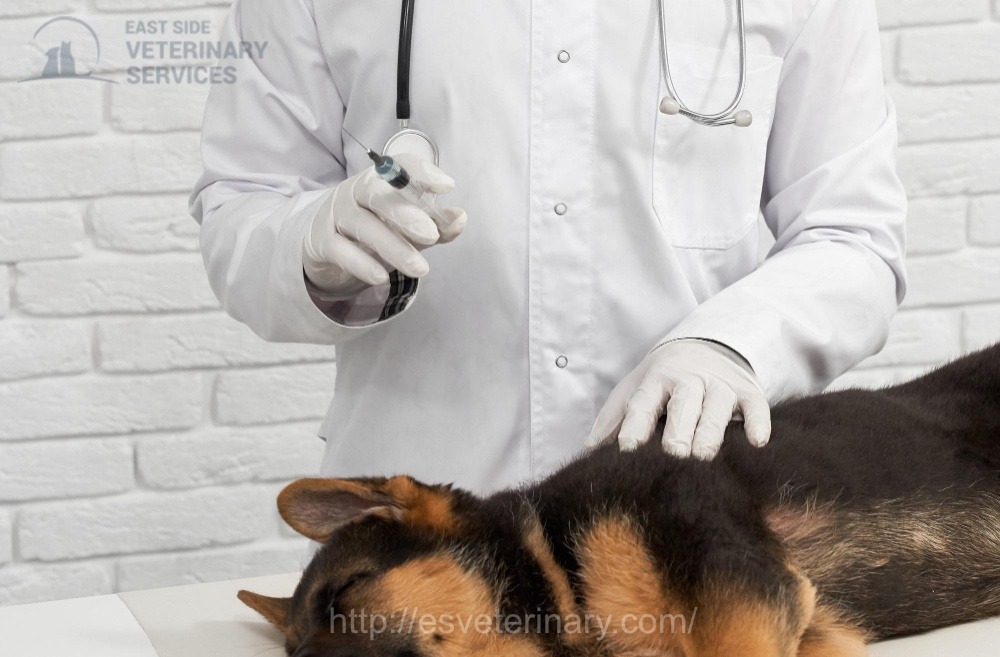 pet-vaccination-services-in-kingston