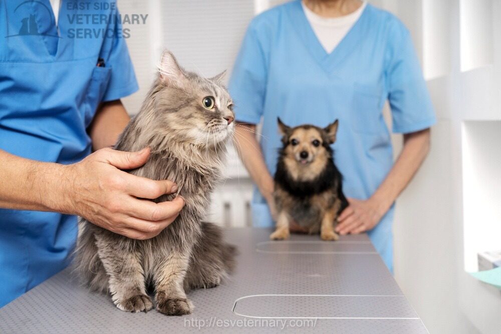 Vet Emergency Kingston
