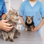 Pet Emergency Care in Kingston, Ontario: When Your Pet Needs Immediate Help