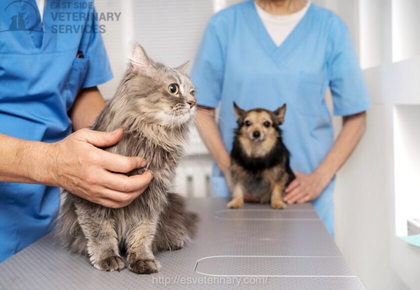 Vet Emergency Kingston