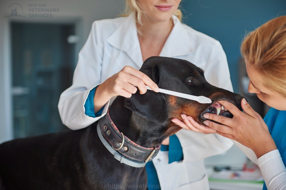 Pet Dental Care in Kingston