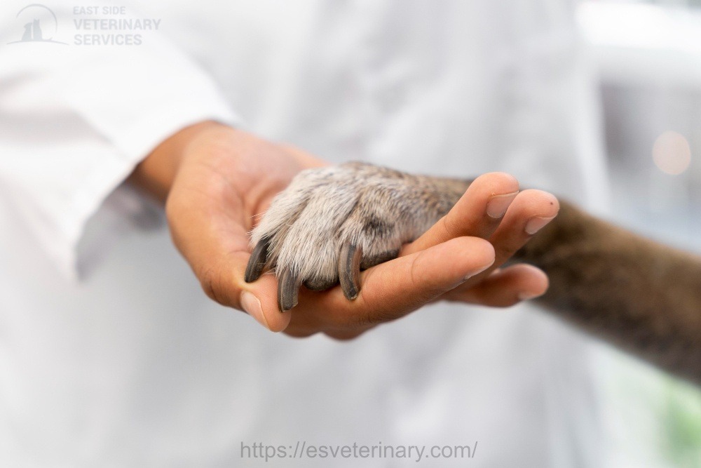 petmicrochip-kingston -eastside-veterinary