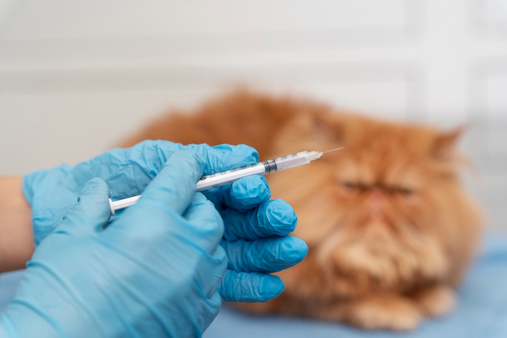 Pet Vaccination at Eastside Veterinary Services in Kingston