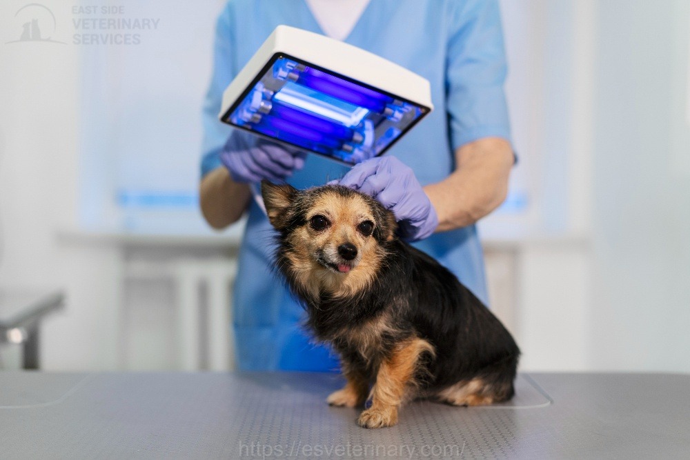 pet-x-rays-east-side-veterinary-services
