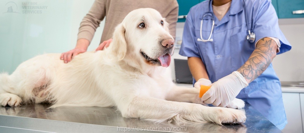 Spaying and Neutering pets at a vet clinic