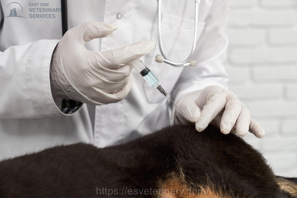 Pet Vaccination Services