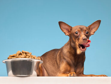 Dog&Cat-Nutrition-Kingston Vet Nutrition-Kingston