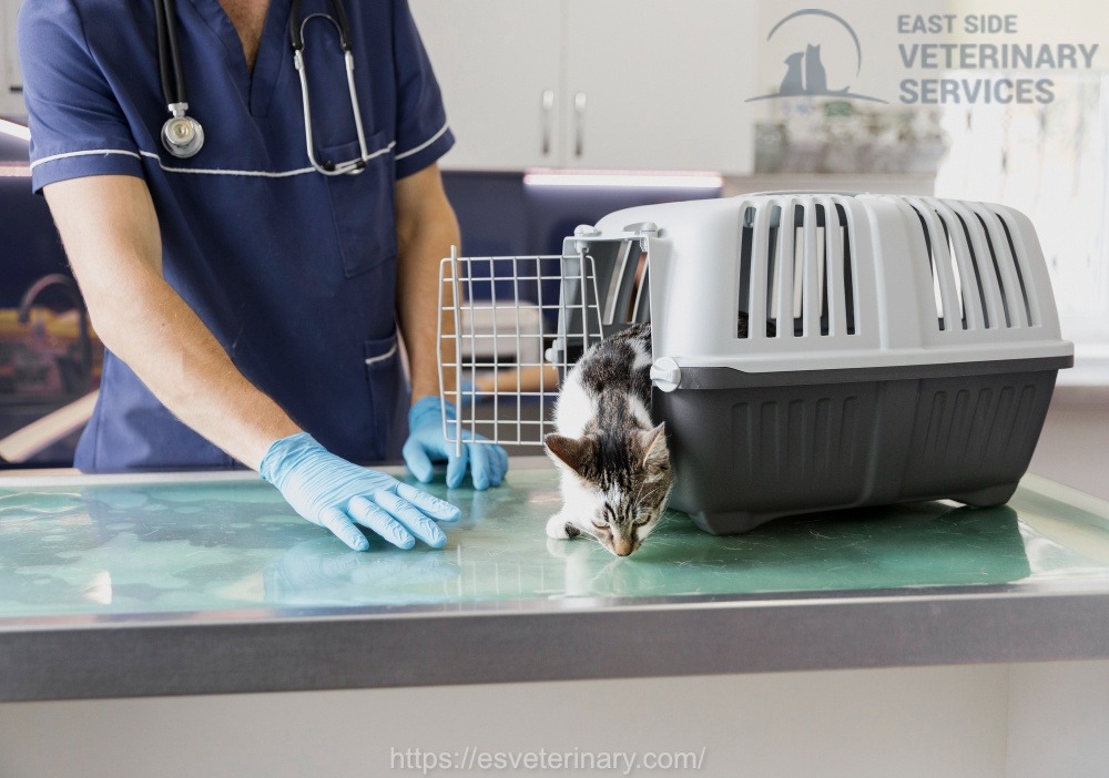 Pet Surgery In Kingston