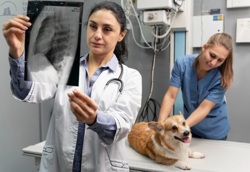 Pet Xray Services At Kingston Ontario