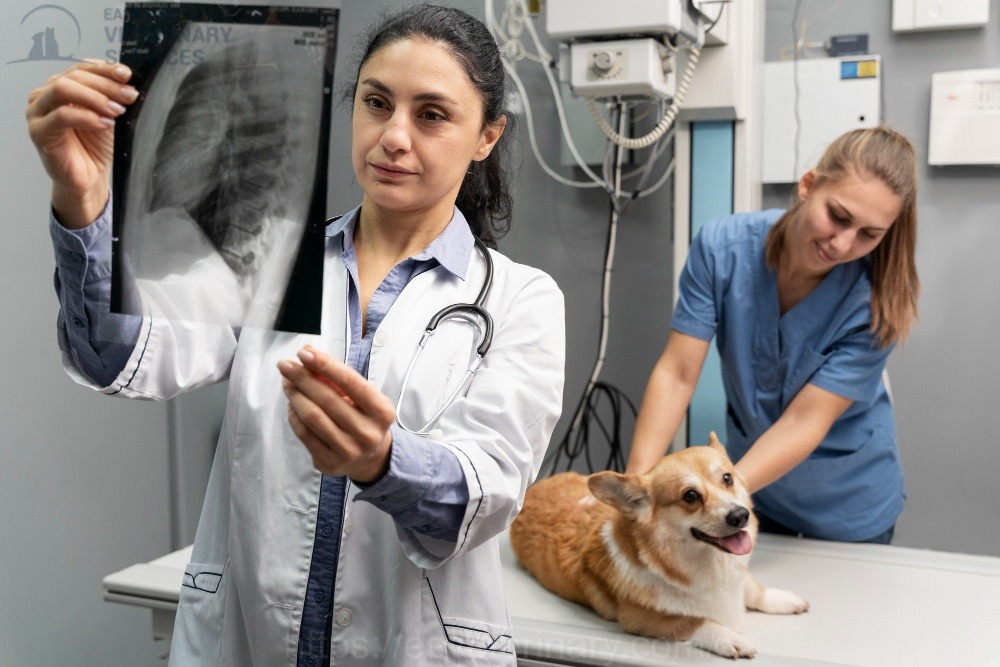 Vet X-Rays Services Kingston