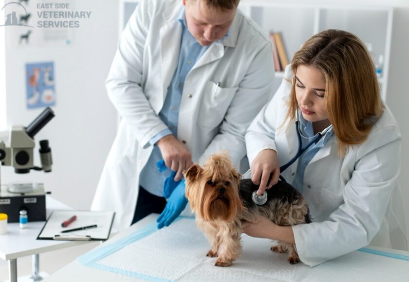 Pet Annual Health Exams Kingston
