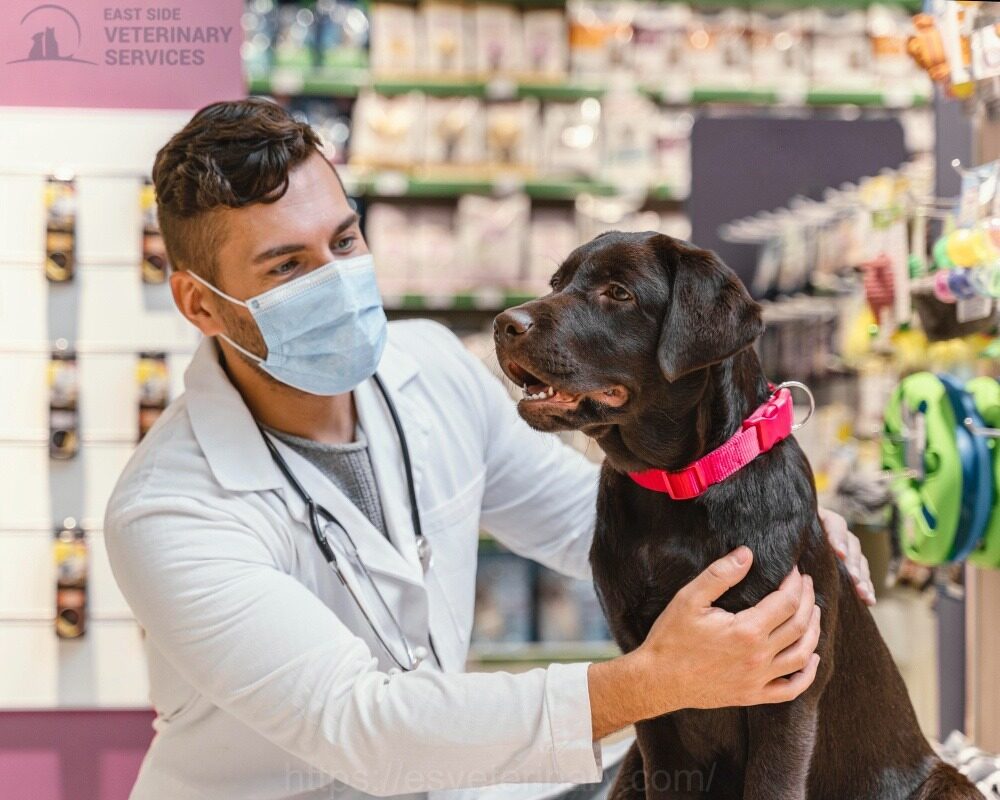 Pet Pharmacy Kingston Ontario
