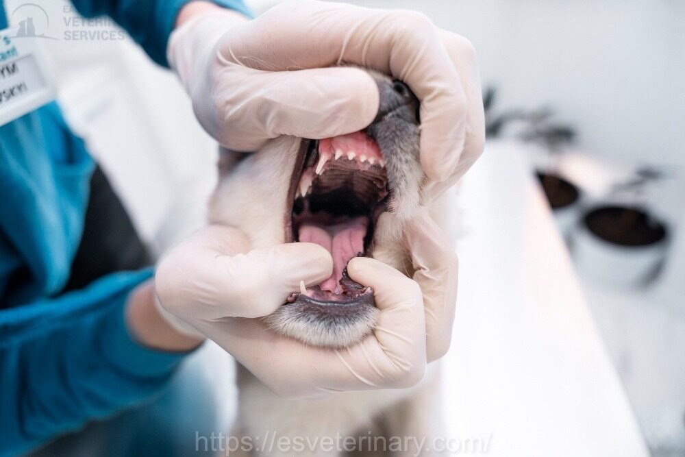 Pet Dental Xray And Care Kingston Ontario