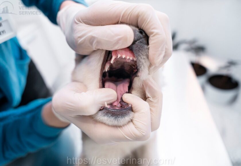 Pet Dental Xray And Care Kingston Ontario