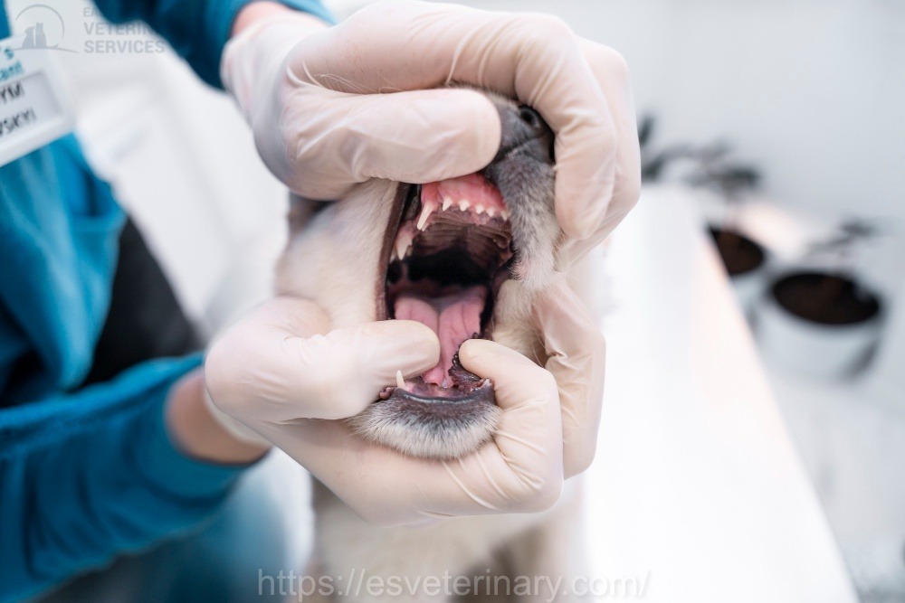 Vet Dental Xray Kingston
