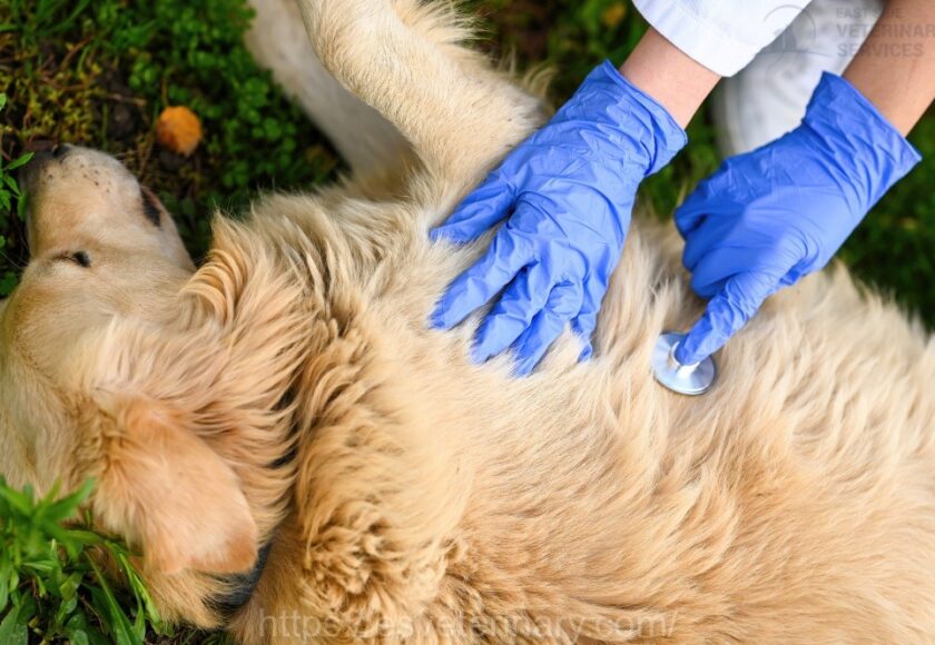 Pet Spay-Neuter-Kingston Ontario