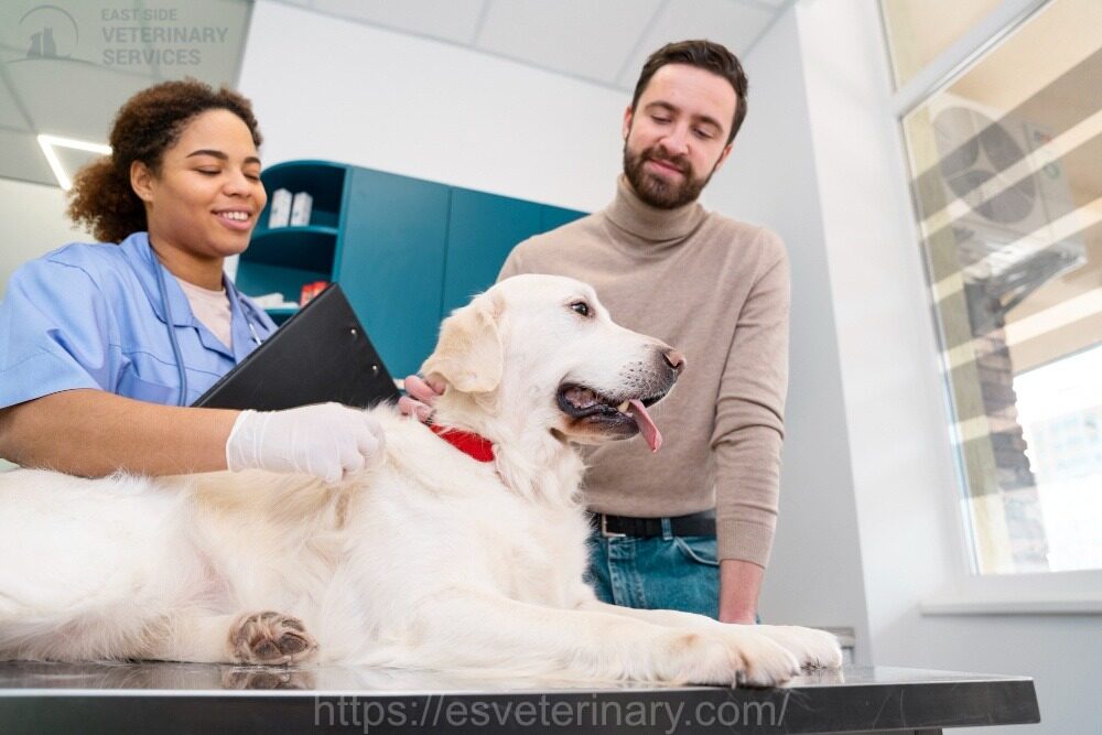 Pet Surgery And Anesthesia Kingston